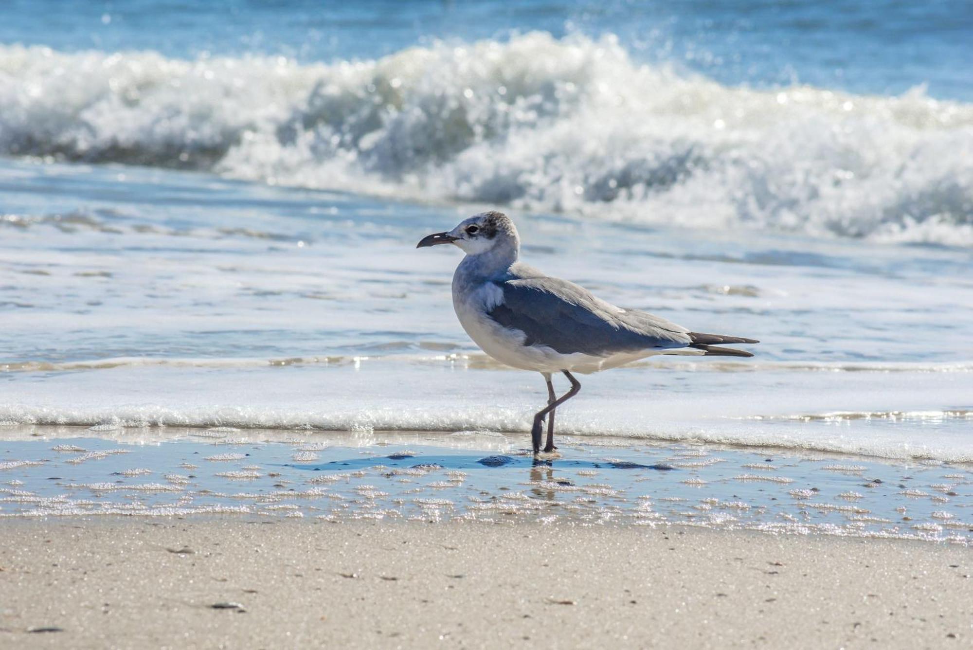 Beautiful Views And Just Steps To The Beach - #38 Sleeps 7 Gulf Shores Luaran gambar